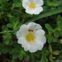 Portulaca oleracea L.